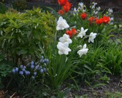 Narcissus 'White Marvel' 29 Narcissus 'White Marvel' -Beauty Flowers Shop narcissus white marvel 10
