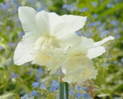 Narcissus 'White Marvel' 21 Narcissus 'White Marvel' -Beauty Flowers Shop narcissus white marvel 11