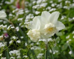 Narcissus 'White Marvel' 30 Narcissus 'White Marvel' -Beauty Flowers Shop narcissus white marvel 12