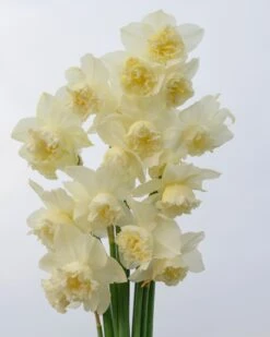 Narcissus 'White Marvel' 31 Narcissus 'White Marvel' -Beauty Flowers Shop narcissus white marvel 13