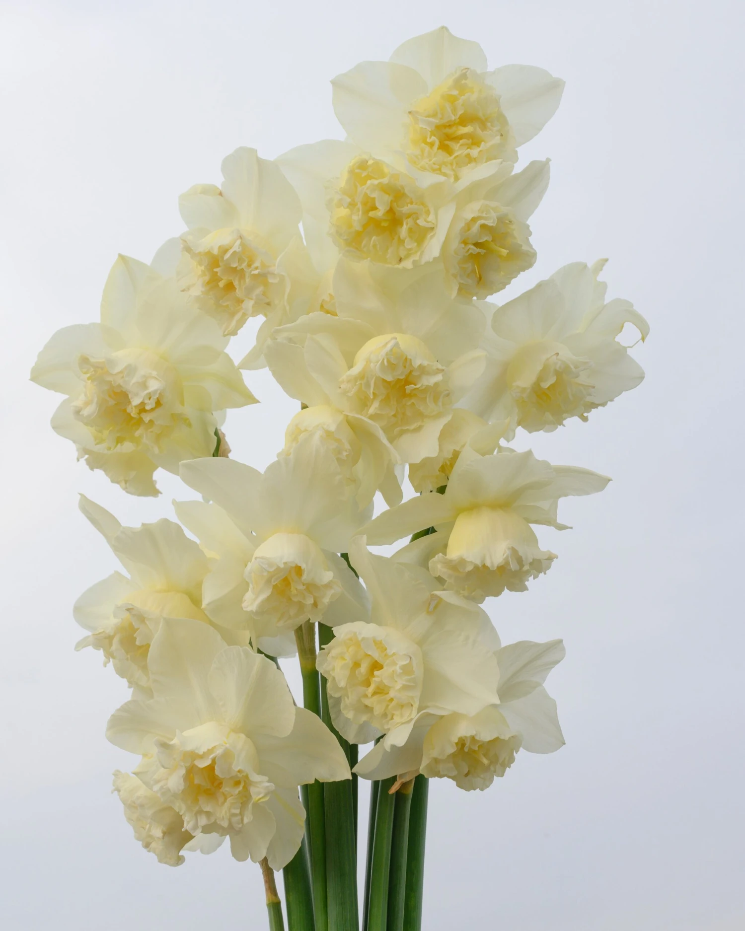 Narcissus 'White Marvel' 16 Narcissus 'White Marvel' - Image 14