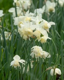 Narcissus 'White Marvel' 32 Narcissus 'White Marvel' -Beauty Flowers Shop narcissus white marvel 15