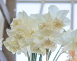 Narcissus 'White Marvel' 33 Narcissus 'White Marvel' -Beauty Flowers Shop narcissus white marvel 16