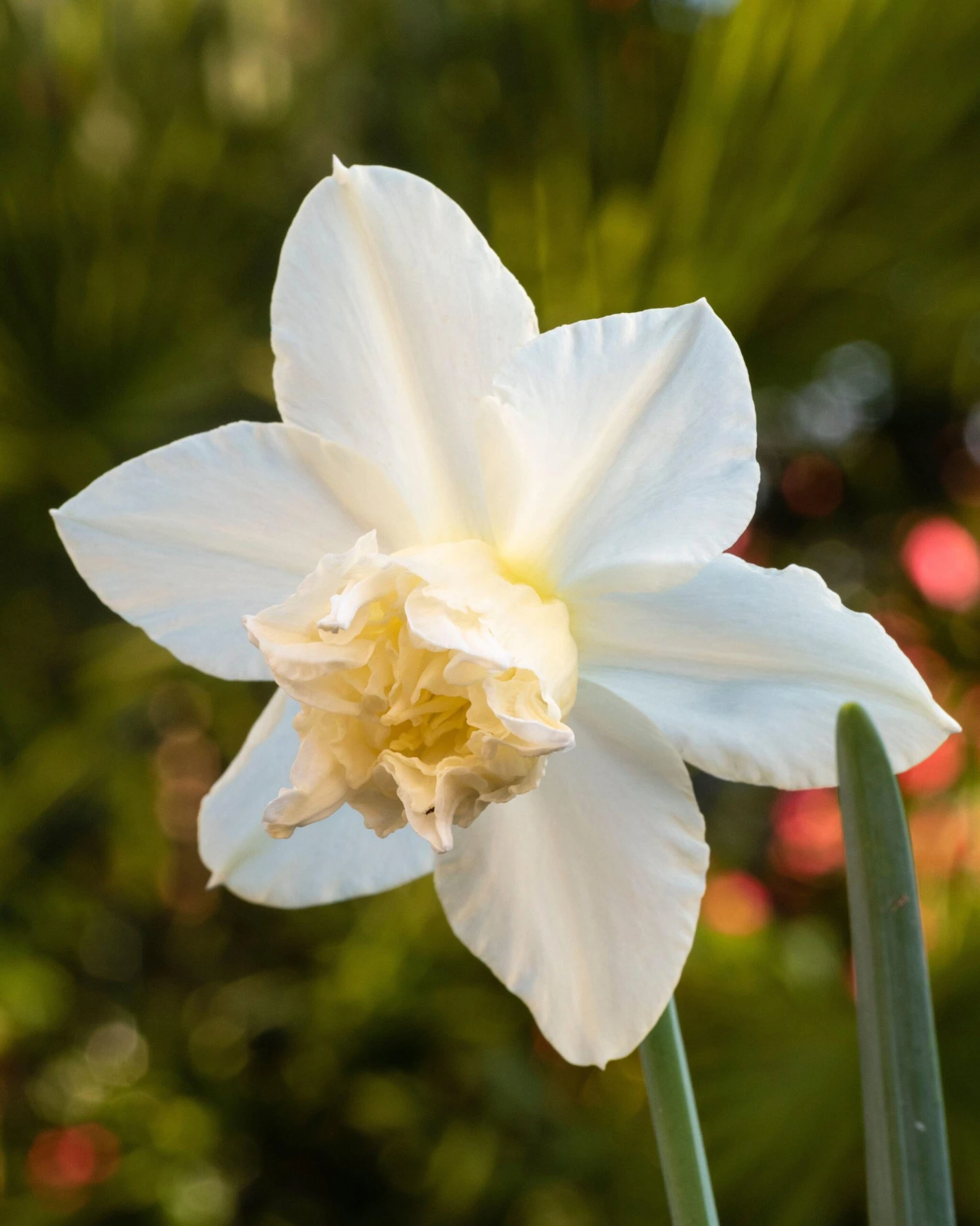 Narcissus 'White Marvel' 9 Narcissus 'White Marvel' - Image 7