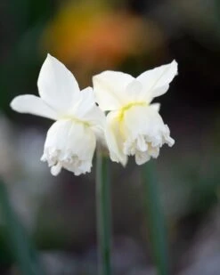 Narcissus 'White Marvel' 25 Narcissus 'White Marvel' -Beauty Flowers Shop narcissus white marvel 3
