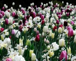 Narcissus 'White Marvel' 23 Narcissus 'White Marvel' -Beauty Flowers Shop narcissus white marvel 4