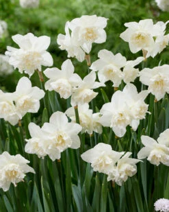 Narcissus 'White Marvel' 27 Narcissus 'White Marvel' -Beauty Flowers Shop narcissus white marvel 6