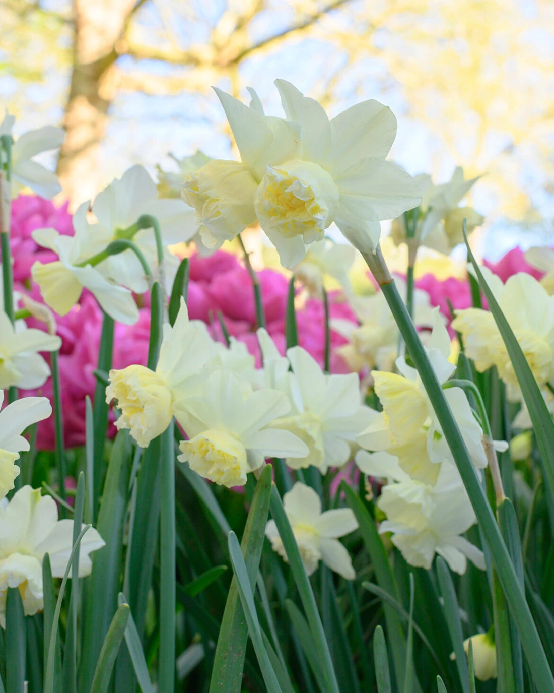 Narcissus 'White Marvel' 5 Narcissus 'White Marvel' - Image 3