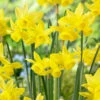 Narcissus 'Yellow Ocean' 1 Narcissus 'Yellow Ocean' -Beauty Flowers Shop narcissus yellow ocean 5