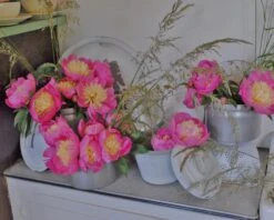 Paeonia 'Bowl Of Beauty' 17 Paeonia 'Bowl Of Beauty' -Beauty Flowers Shop paeonia bowl of beauty 2