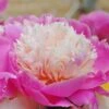 Paeonia 'Bowl Of Beauty' 2 Paeonia 'Bowl Of Beauty' -Beauty Flowers Shop paeonia bowl of beauty 3