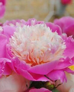 Paeonia 'Bowl Of Beauty'
