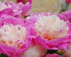 Paeonia 'Bowl Of Beauty' 13 Paeonia 'Bowl Of Beauty' -Beauty Flowers Shop paeonia bowl of beauty 4