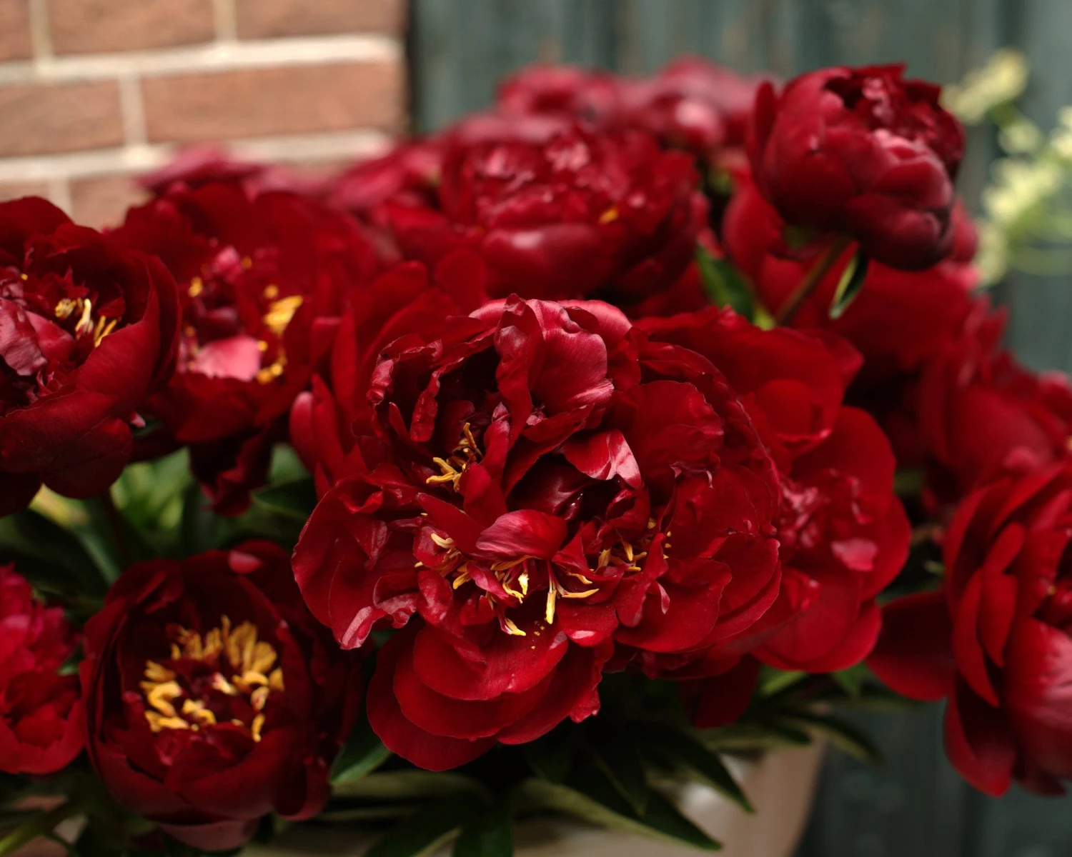 Paeonia 'Buckeye Belle' 5 Paeonia 'Buckeye Belle' - Image 3