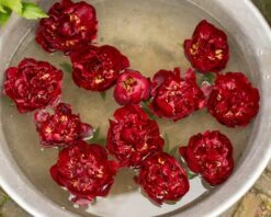 Paeonia 'Buckeye Belle' 15 Paeonia 'Buckeye Belle' -Beauty Flowers Shop paeonia buckeye bell 4