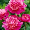 Paeonia 'Madame Emile Debatene' 2 Paeonia 'Madame Emile Debatene' -Beauty Flowers Shop paeonia emile debatene 1