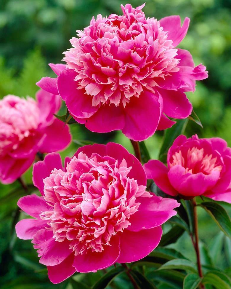Paeonia 'Madame Emile Debatene' 3 Paeonia 'Madame Emile Debatene'