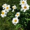 Paeonia Emodi 1 Paeonia Emodi -Beauty Flowers Shop paeonia emodi 00