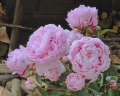 Paeonia 'Sarah Bernhardt' 18 Paeonia 'Sarah Bernhardt' -Beauty Flowers Shop paeonia sarah bernhardt 3