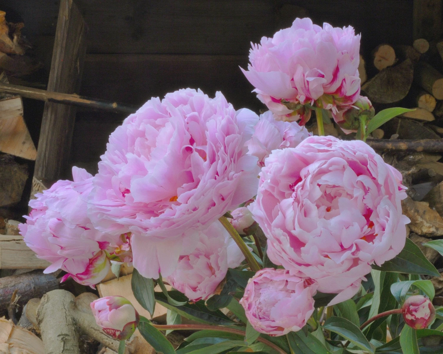 Paeonia 'Sarah Bernhardt' 9 Paeonia 'Sarah Bernhardt' - Image 7