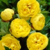 Paeonia 'Yellow Crown' 2 Paeonia 'Yellow Crown' -Beauty Flowers Shop paeonia yellow crown 1