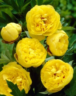 Featured Products 11 Paeonia 'Yellow Crown XXL'