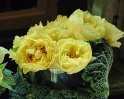 Paeonia 'Yellow Crown XXL' 12 Paeonia 'Yellow Crown XXL' -Beauty Flowers Shop paeonia yellow crown 2 b36185a0 7be6 4312 b157 914e7961ebd0