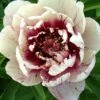 Paeonia 'All That Jazz' 1 Paeonia 'All That Jazz' -Beauty Flowers Shop peony all that jazz 7 8a571a7a e305 45c6 bcec ad4a9884f7e5