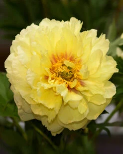 Paeonia 'Bartzella' 14 Paeonia 'Bartzella' -Beauty Flowers Shop peony bartzella 0