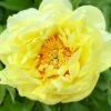 Paeonia 'Bartzella' 1 Paeonia 'Bartzella' -Beauty Flowers Shop peony bartzella 0 3c85400a ec54 4c53 83dc da5cdd3770b4