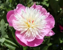 Paeonia 'Bowl Of Beauty' 12 Paeonia 'Bowl Of Beauty' -Beauty Flowers Shop peony bowl of beauty 0