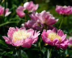 Paeonia 'Bowl Of Beauty' 14 Paeonia 'Bowl Of Beauty' -Beauty Flowers Shop peony bowl of beauty 1