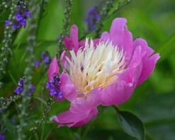 Paeonia 'Bowl Of Beauty' 15 Paeonia 'Bowl Of Beauty' -Beauty Flowers Shop peony bowl of beauty 2