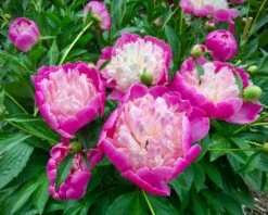 Paeonia 'Bowl Of Beauty' 16 Paeonia 'Bowl Of Beauty' -Beauty Flowers Shop peony bowl of beauty 3