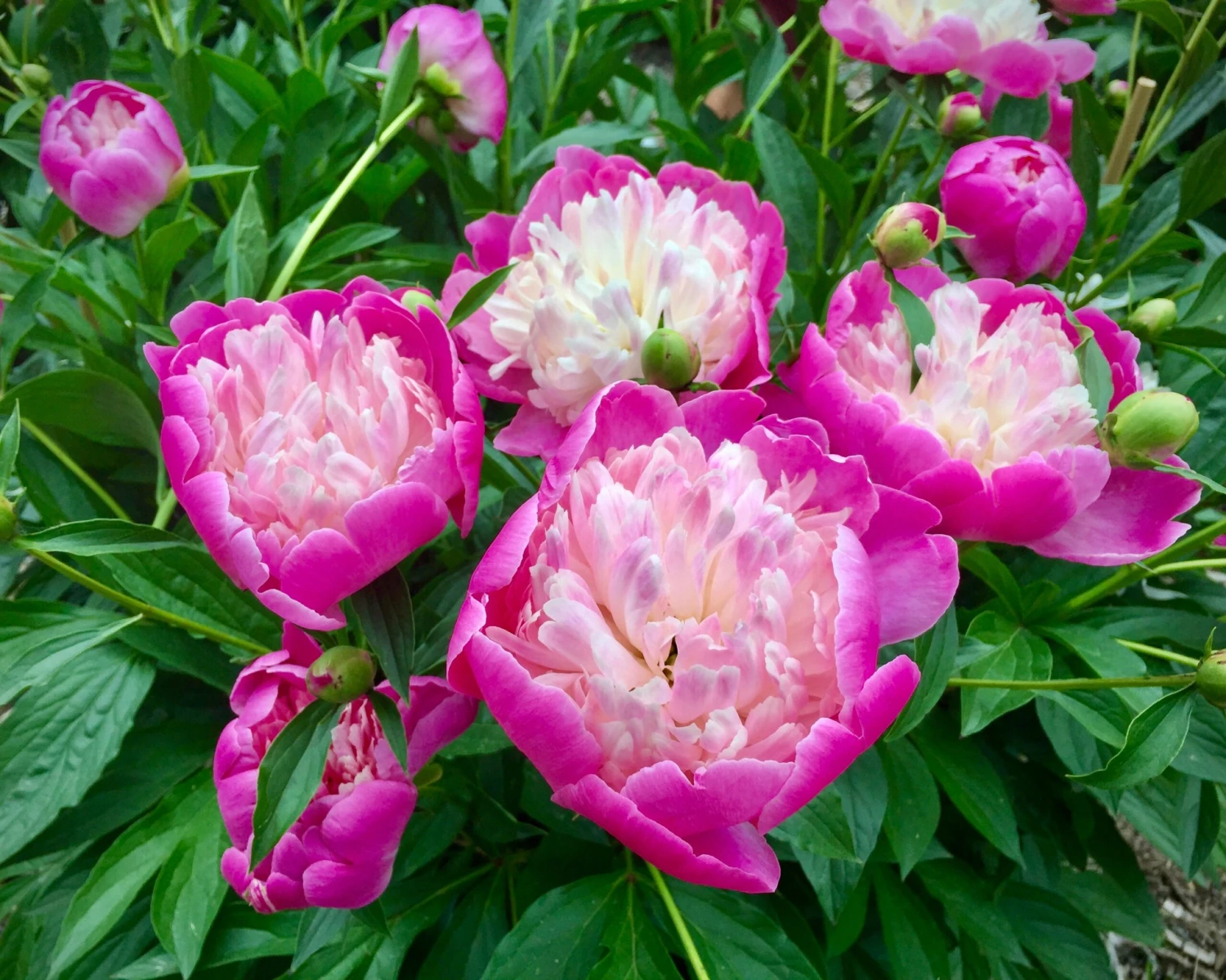 Paeonia 'Bowl Of Beauty' 9 Paeonia 'Bowl Of Beauty' - Image 7