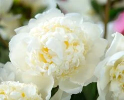 Paeonia 'Bridal Shower' 12 Paeonia 'Bridal Shower' -Beauty Flowers Shop peony bridal shower 2