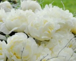 Paeonia 'Bridal Shower' 13 Paeonia 'Bridal Shower' -Beauty Flowers Shop peony bridal shower 3