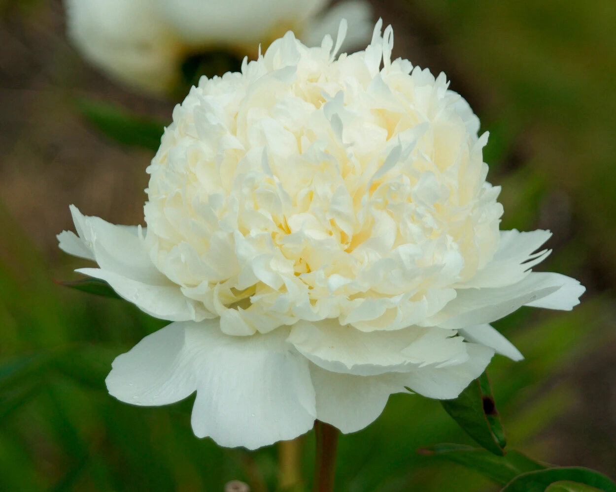Paeonia 'Bridal Shower' 6 Paeonia 'Bridal Shower' - Image 4