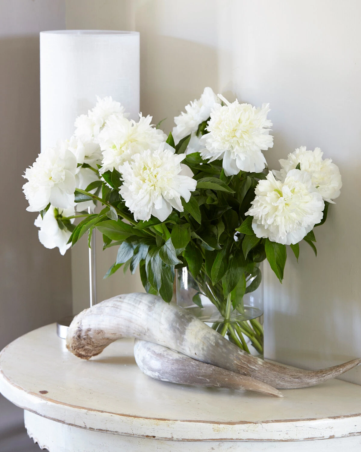 Paeonia 'Bridal Shower' 5 Paeonia 'Bridal Shower' - Image 3