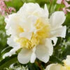 Paeonia 'Bridal Shower' 1 Paeonia 'Bridal Shower' -Beauty Flowers Shop peony bridal shower 6