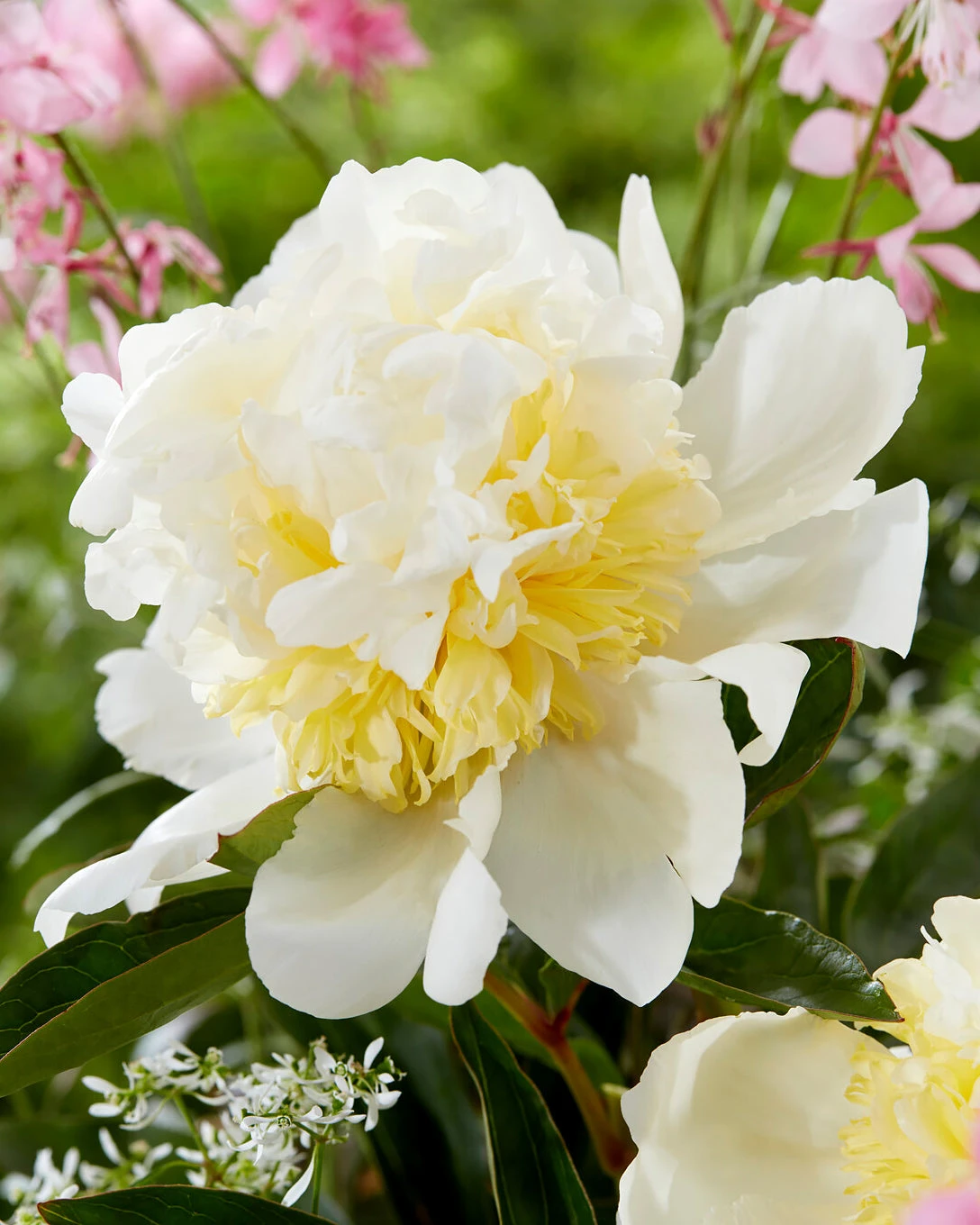 Paeonia 'Bridal Shower' 3 Paeonia 'Bridal Shower'