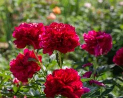 Paeonia 'Buckeye Belle' 17 Paeonia 'Buckeye Belle' -Beauty Flowers Shop peony buckeye bell 2
