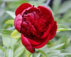 Paeonia 'Buckeye Belle' 18 Paeonia 'Buckeye Belle' -Beauty Flowers Shop peony buckeye bell 3