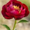 Paeonia 'Buckeye Belle' 1 Paeonia 'Buckeye Belle' -Beauty Flowers Shop peony buckeye bell 4