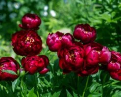 Paeonia 'Buckeye Belle' 19 Paeonia 'Buckeye Belle' -Beauty Flowers Shop peony buckeye bell 5
