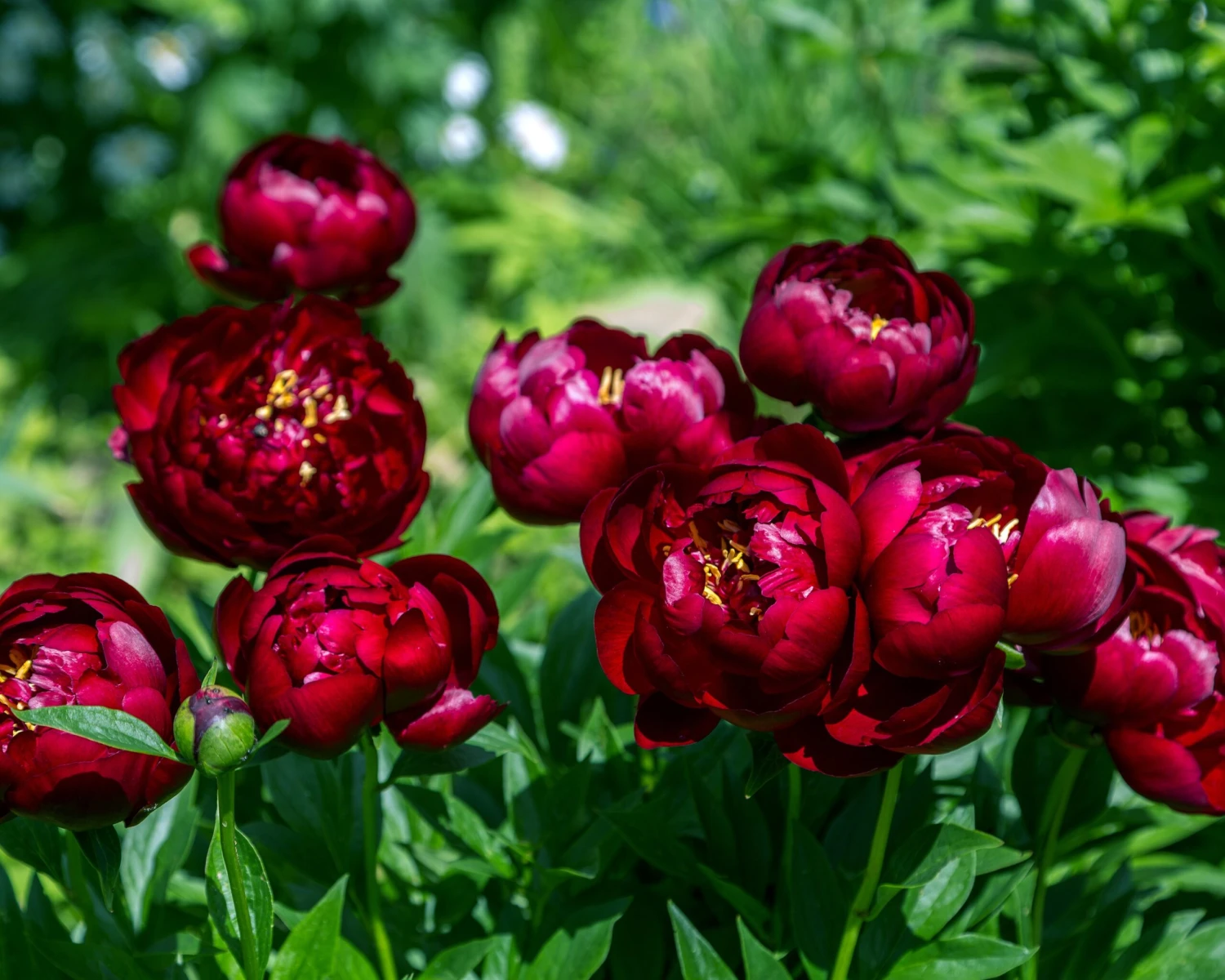 Paeonia 'Buckeye Belle' 10 Paeonia 'Buckeye Belle' - Image 8