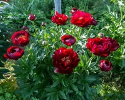 Paeonia 'Buckeye Belle' 20 Paeonia 'Buckeye Belle' -Beauty Flowers Shop peony buckeye bell 6