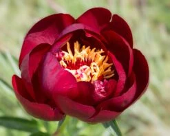 Paeonia 'Buckeye Belle' 21 Paeonia 'Buckeye Belle' -Beauty Flowers Shop peony buckeye bell 7