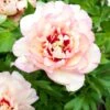 Paeonia 'Callie's Memory'