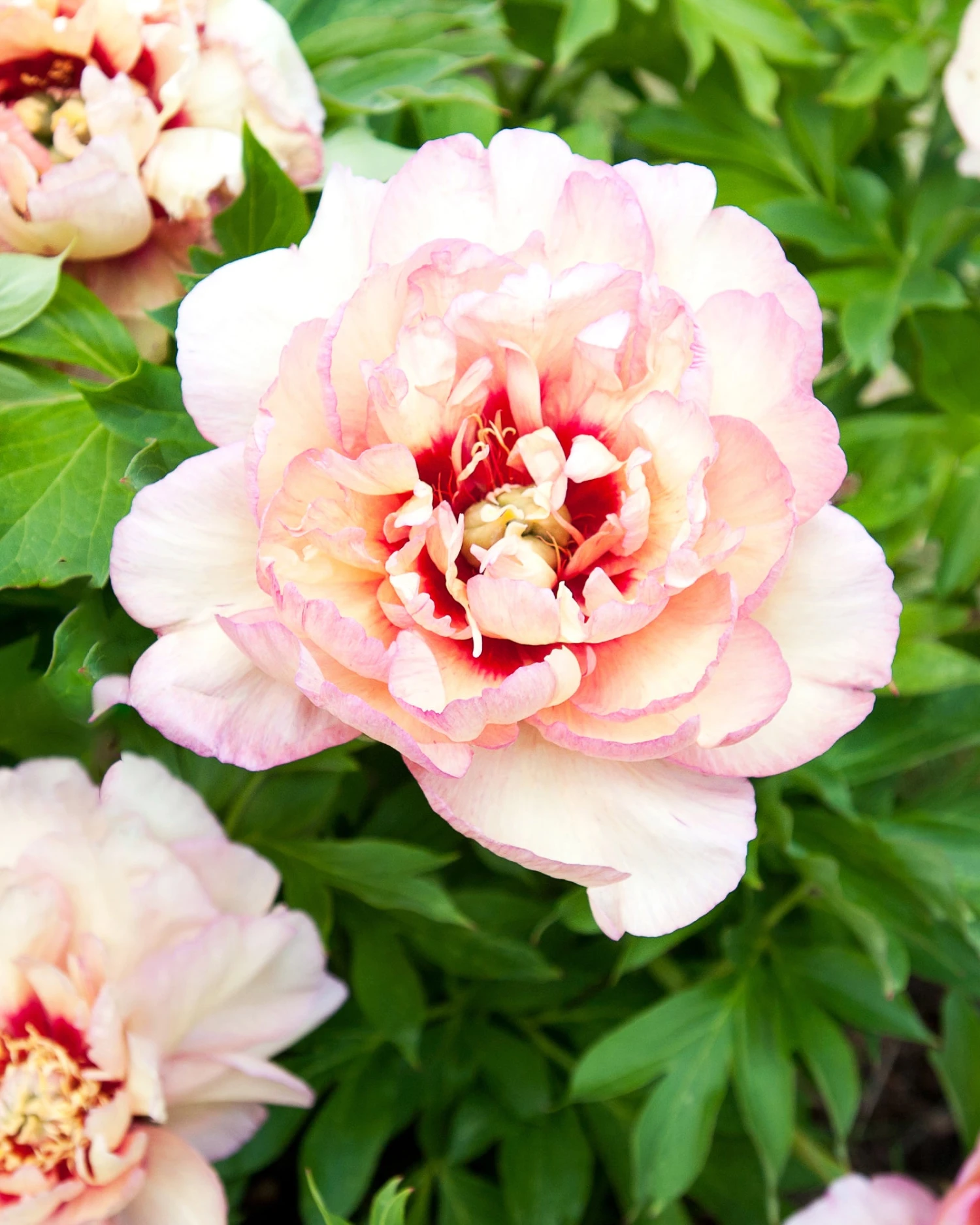 Paeonia 'Callie's Memory' 3 Paeonia 'Callie's Memory'